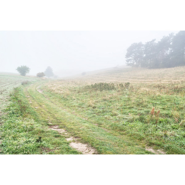 Groß Zicker, Wiese, Sommerweg