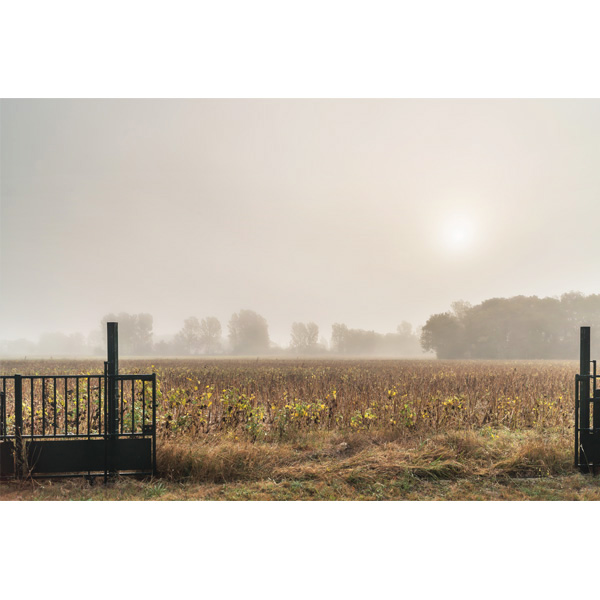 Paradou, Gartentor, Feld, Nebel