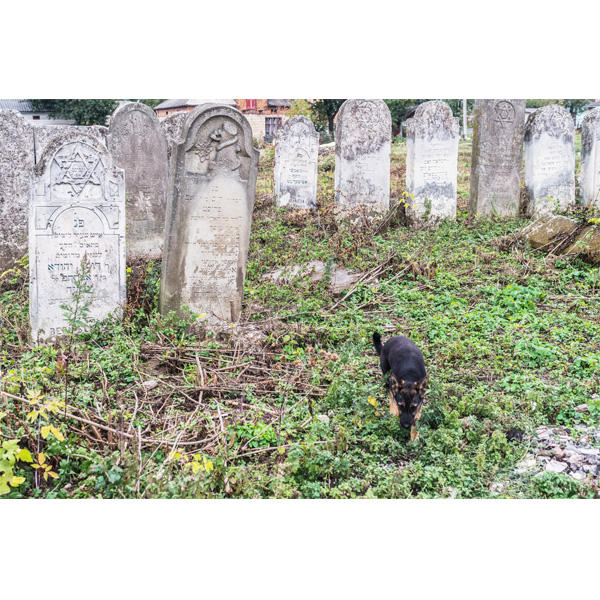 Sbarasch, alter jüdischer Friedhof, streunender Hund