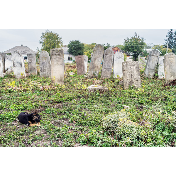 Sbarasch, alter jüdischer Friedhof, streunender Hund